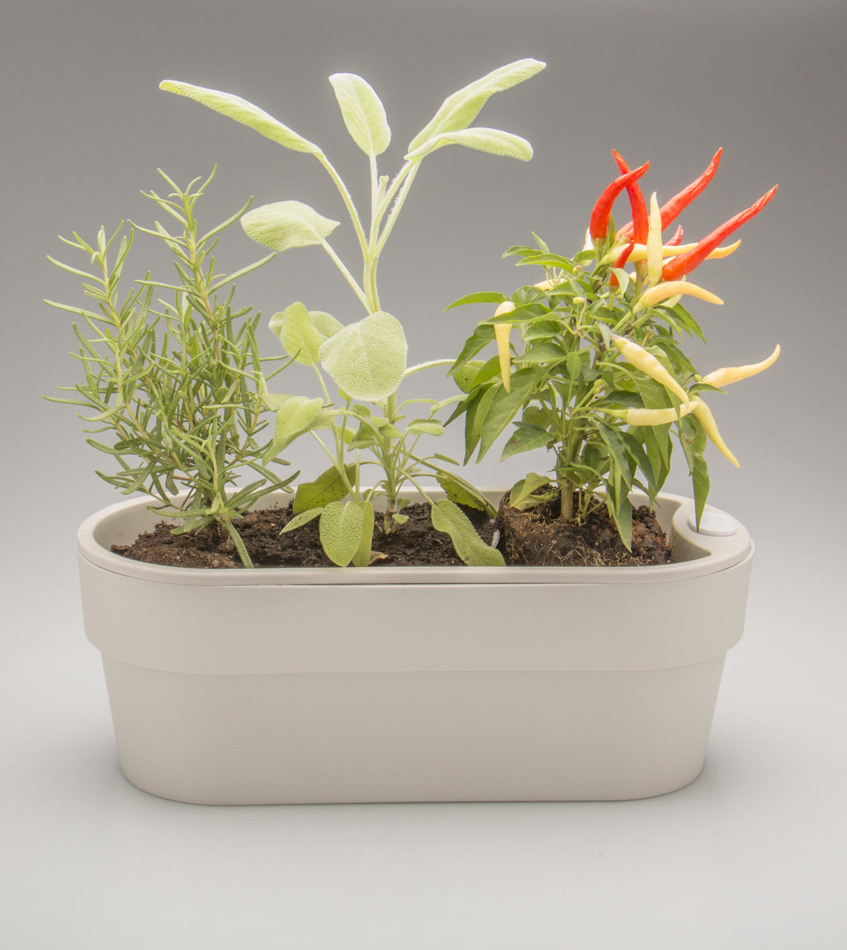 Macetero Huerta Auto Riego Beige 29 x 11 cm