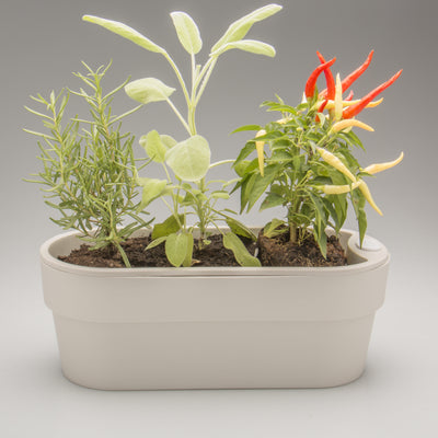 Macetero Huerta Auto Riego Beige 29 x 11 cm