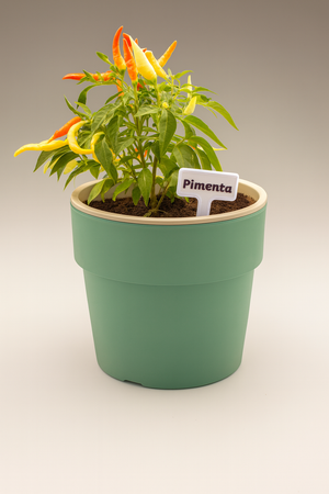 Macetero Autorriego Verde Menta 16 x 14 cm